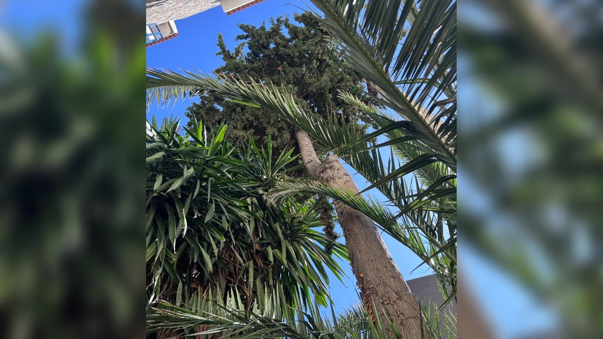 Ciprés de la urbanización Bahía Blanca de Cádiz