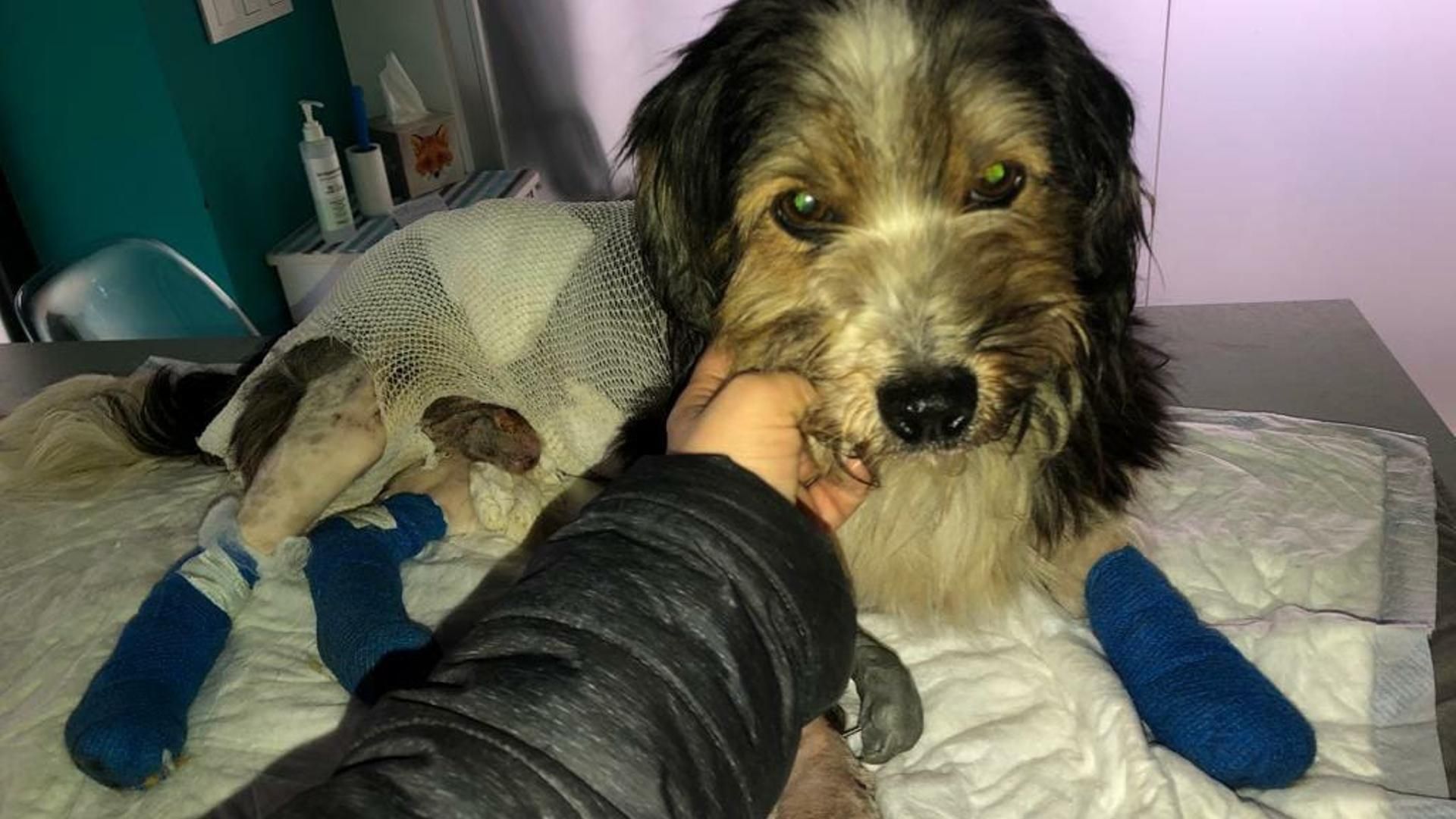 El perro Odi después de ser rescatado en el corredor de O Morrazo