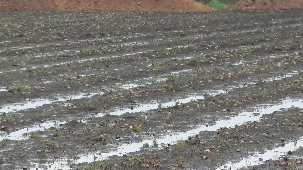 Las lluvias castigan el campo de Ourense: "Tengo 40 toneladas de patatas pendientes de plantarlas"
