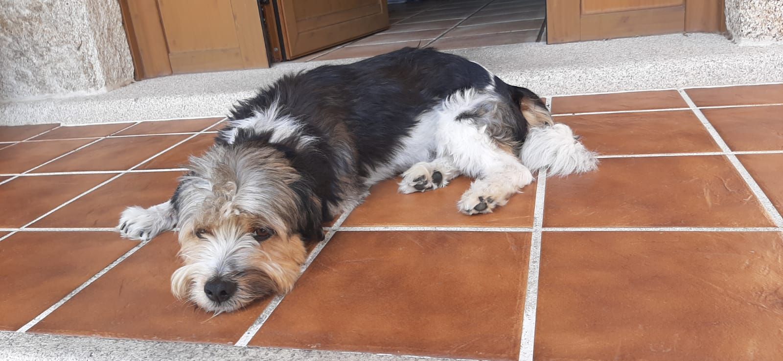 Odi vive ahora con su nueva familia