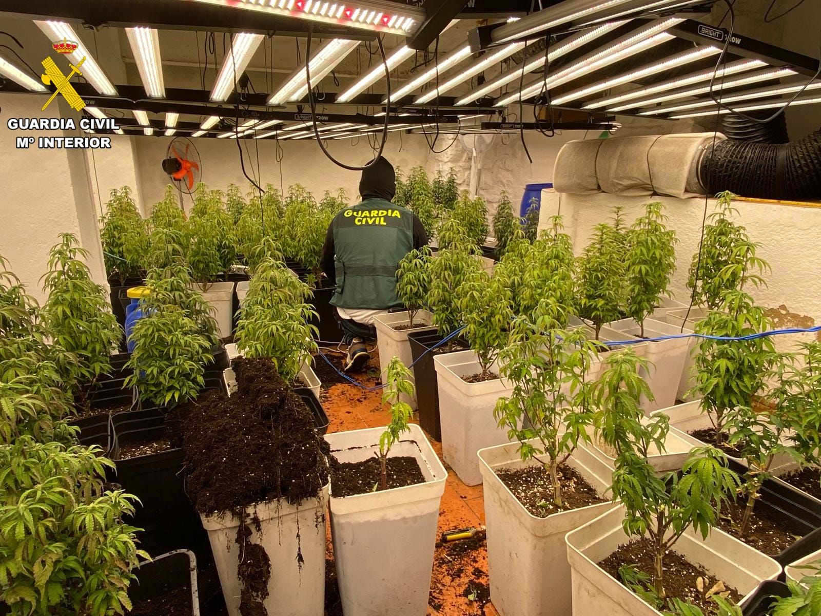 Plantas de marihuana incautada en la Operación Vértigo