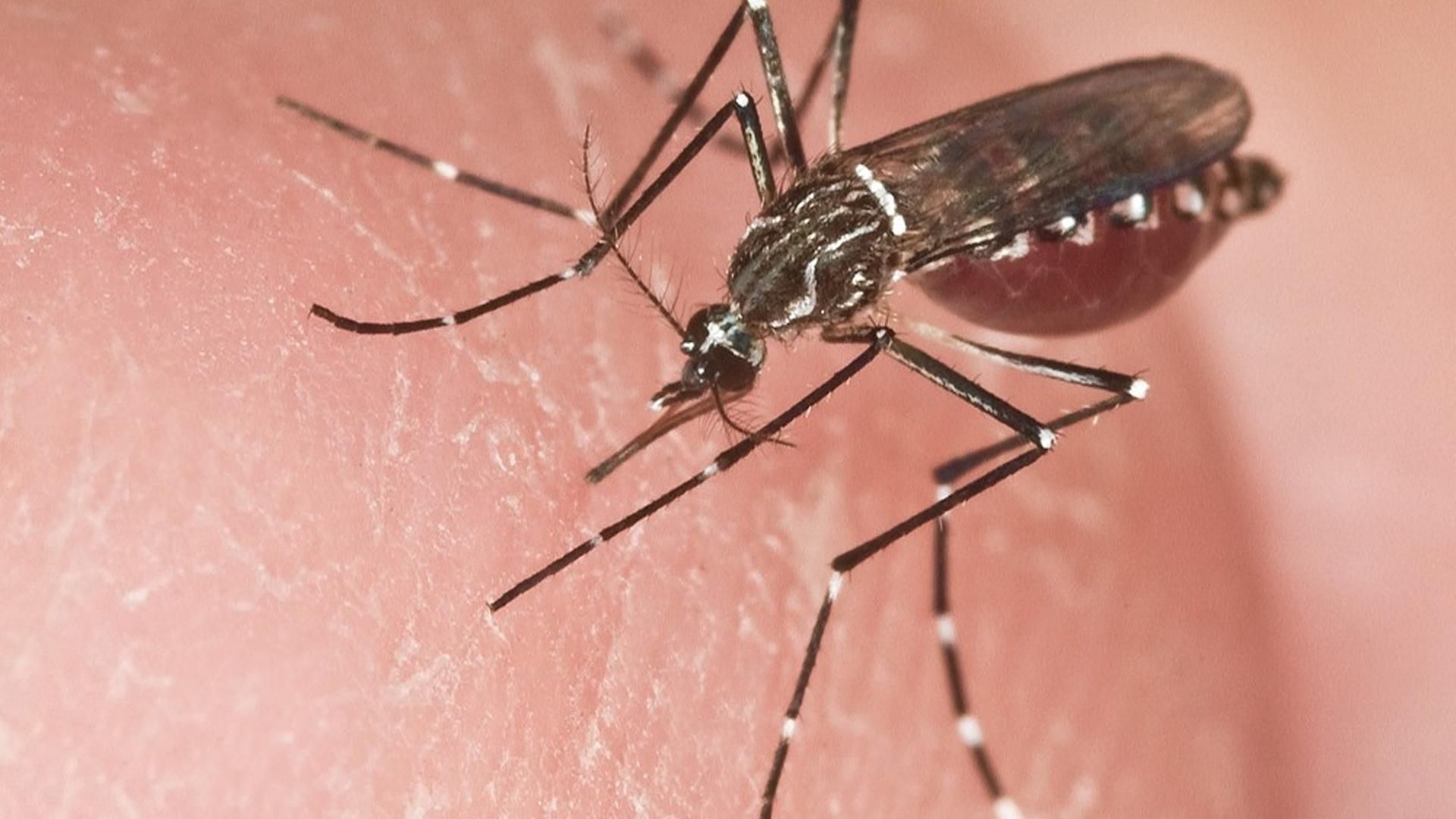 Aedes aegypti, el mosquito que transmite la fiebre amarilla