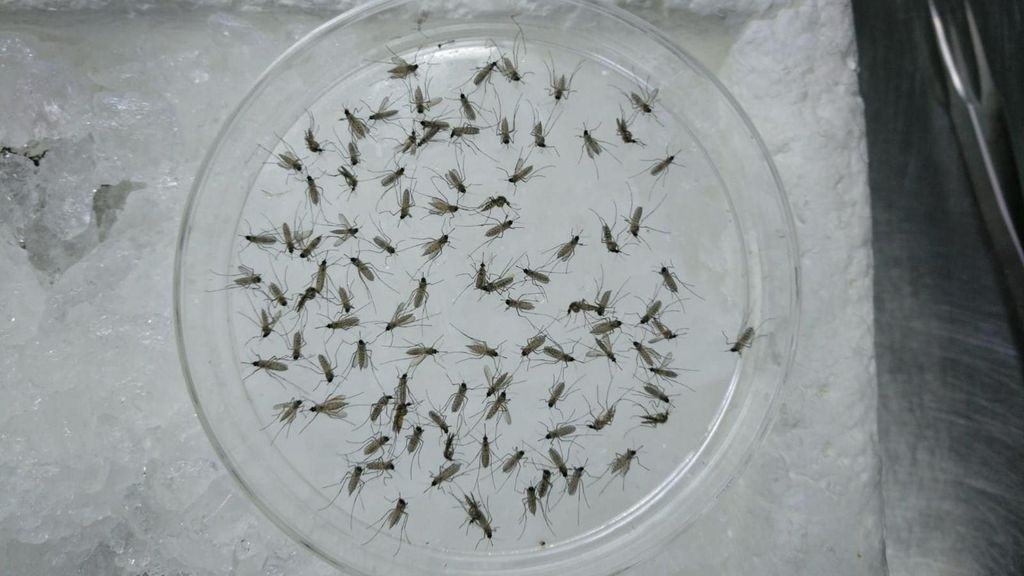 Las lluvias de la primavera traerán un verano cargado de mosquitos