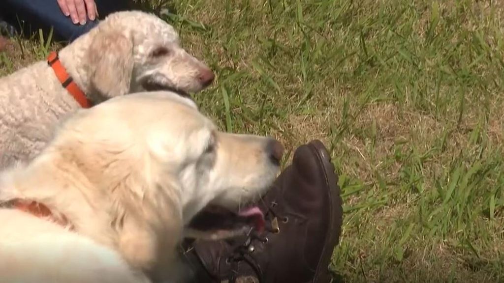 Los perros de terapia del Hospital Marítimo de Oza