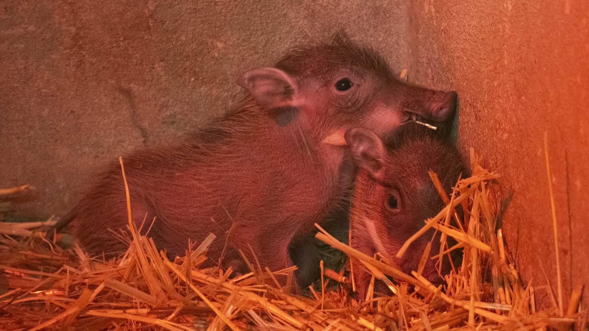 Nacen en Bioparc Valencia dos facóqueros, el conocido Pumba