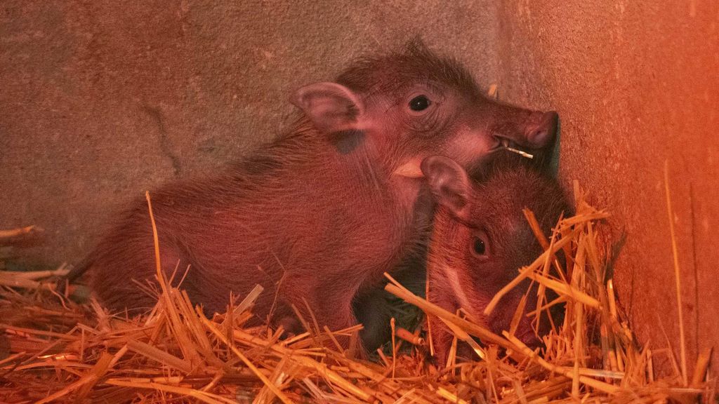 Nacen en Bioparc Valencia dos facóqueros, el conocido Pumba