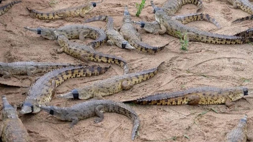 El cocodrilo del Orinoco, en peligro: los ejemplares en libertad no superan los 300
