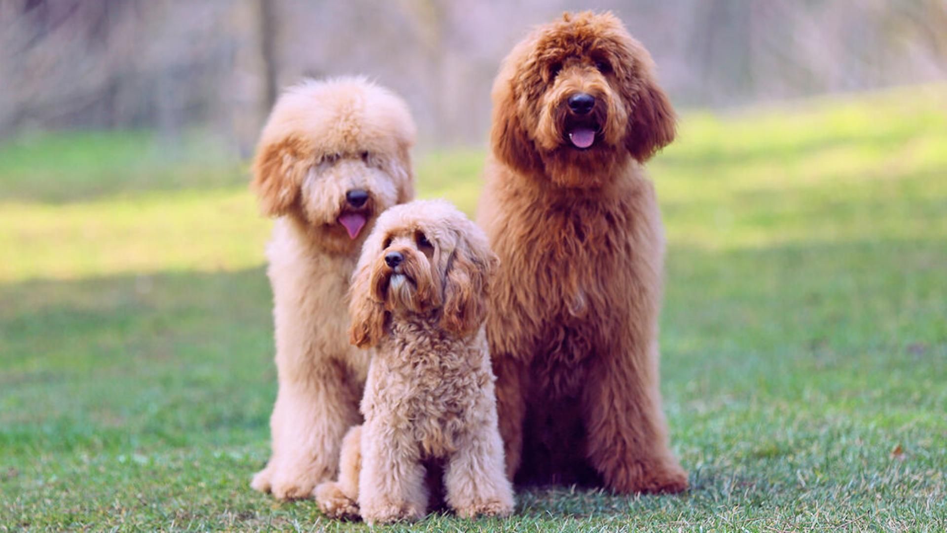 Australian Cobberdog, el perro ideal para familias y terapia asistida con perros