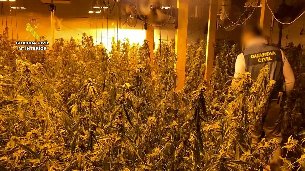 Plantación de marihuana en Almoradí