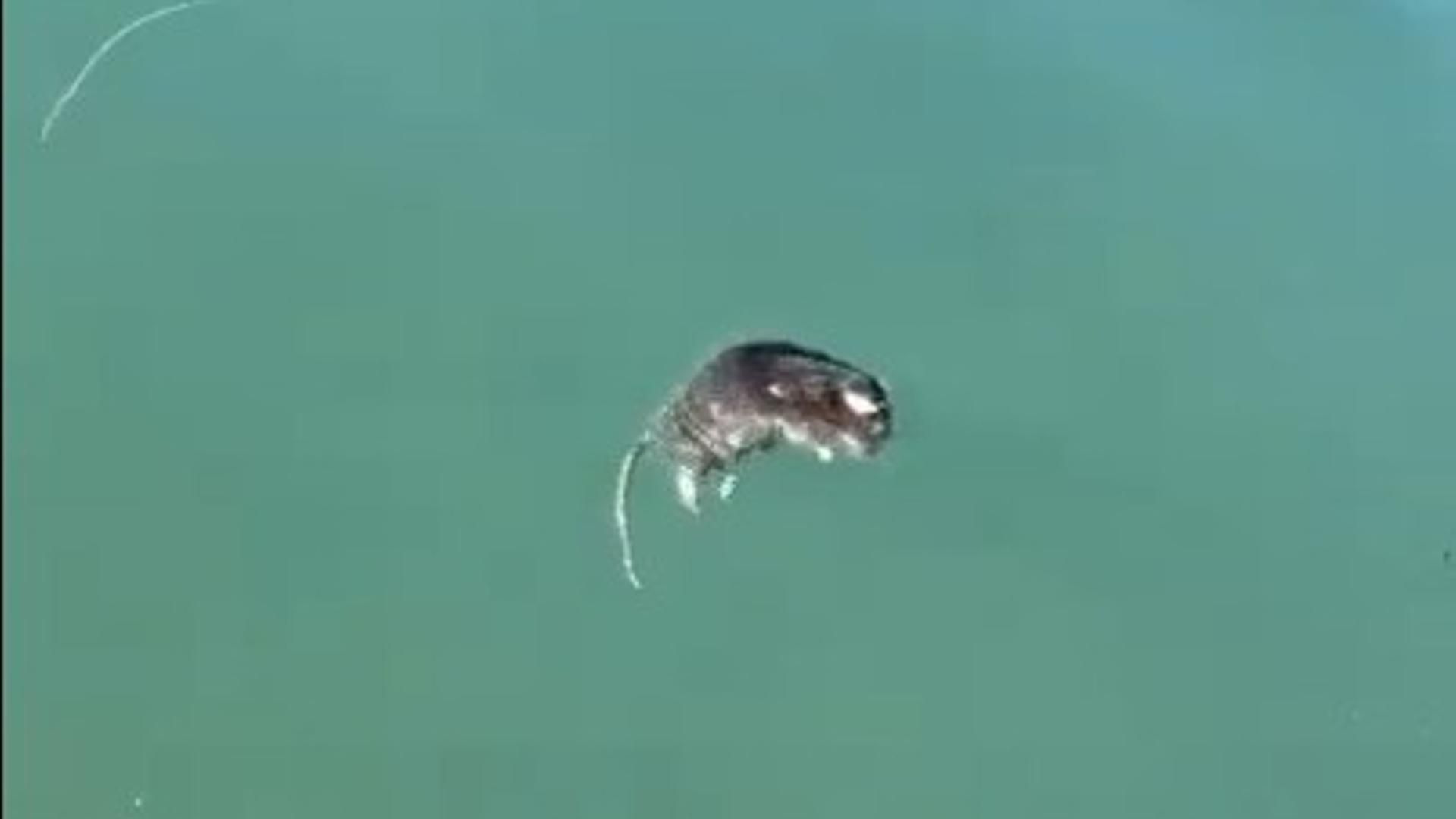 Ratas flotando en la costa de Alicante