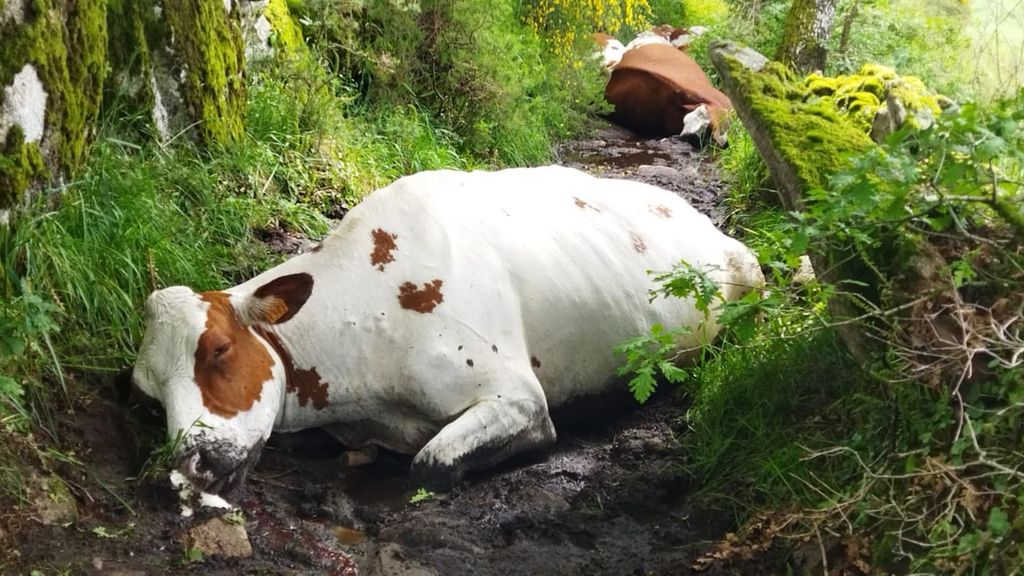 Un rayo mata a 27 vacas en una granja