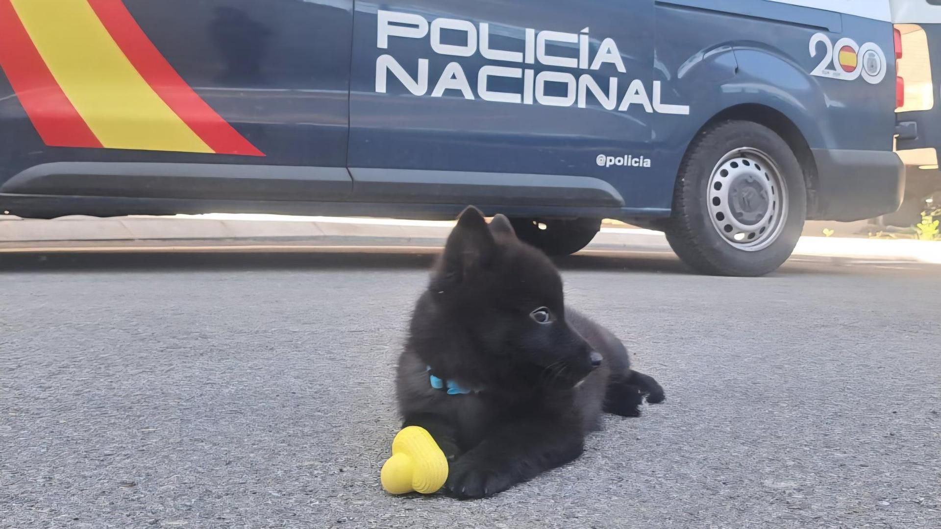 Conan, el nuevo cachorro de la Policía Nacional