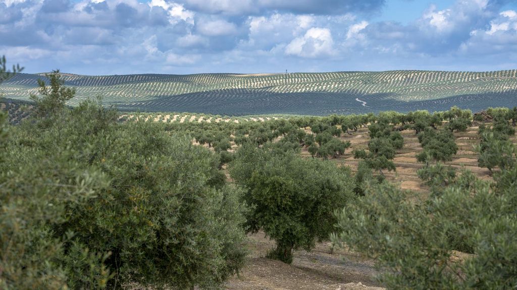 La floración del olivo sitúa en extremos los niveles de polen para los alérgicos