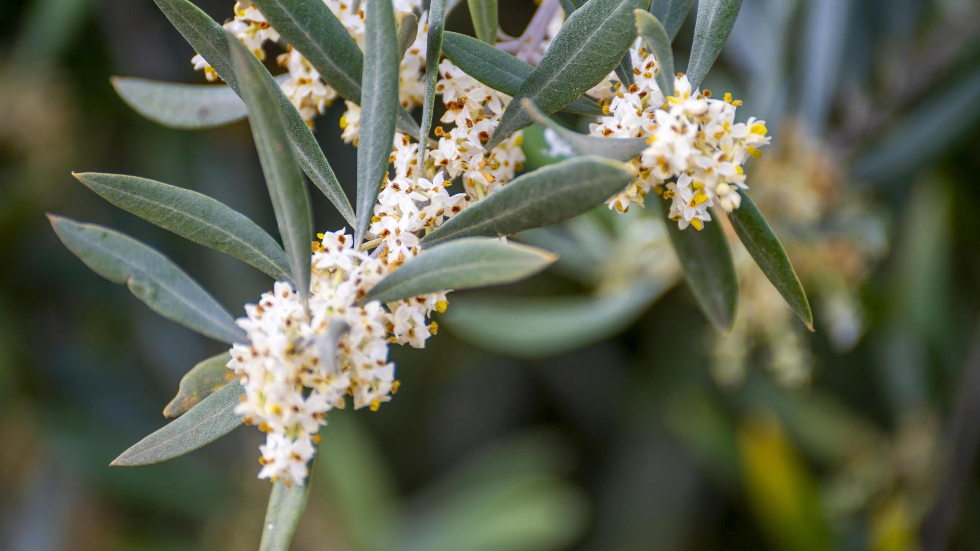 Ramas de olivo en pleno proceso de floraciónb