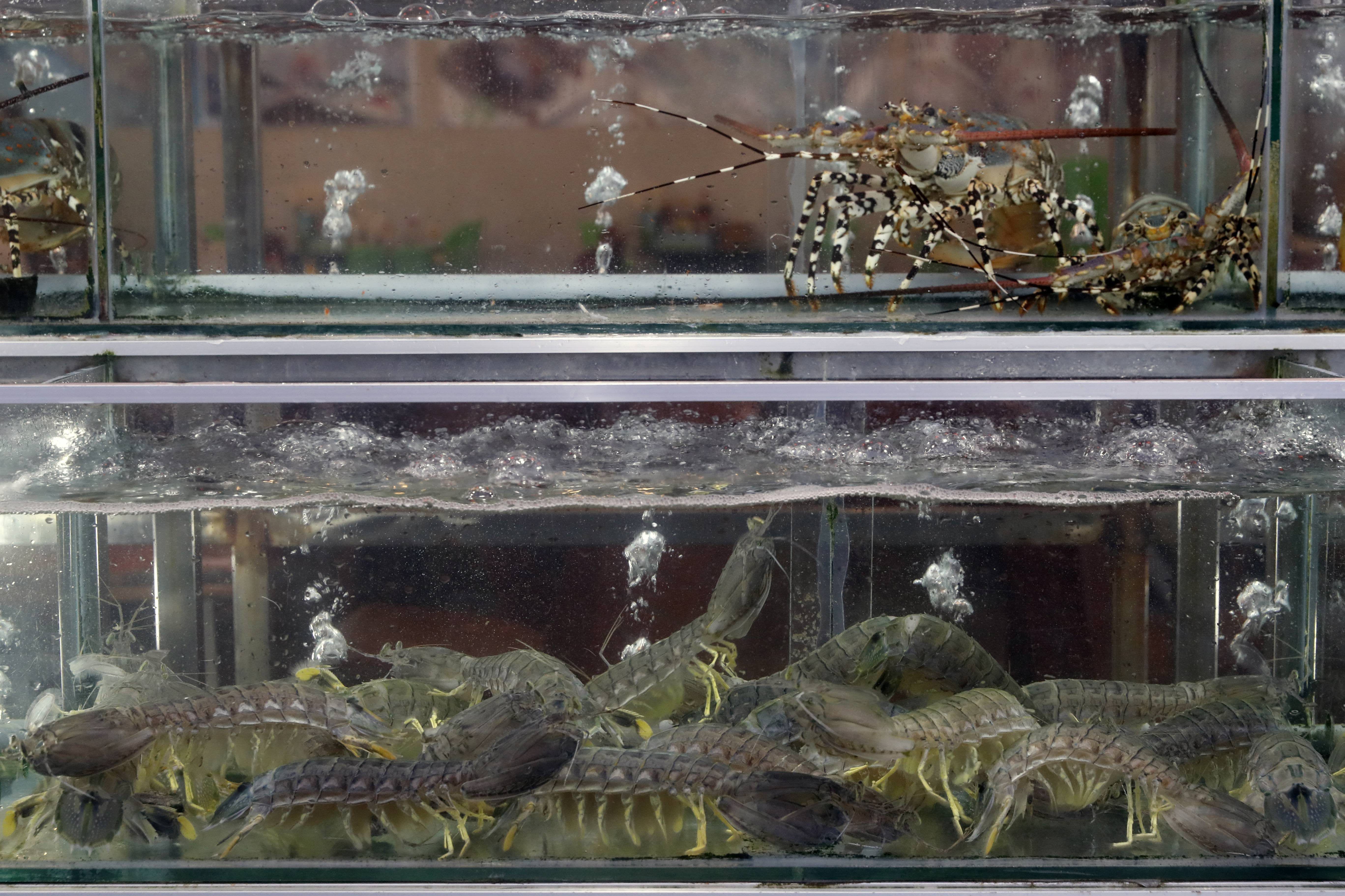 Un acuario-vivero de marisco