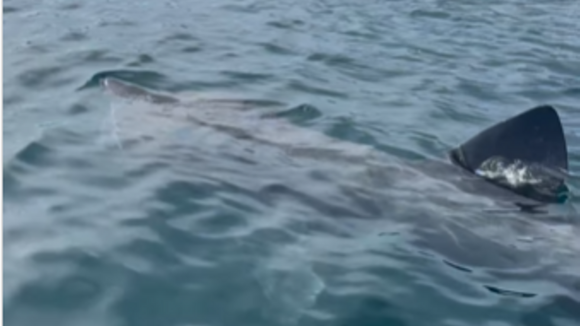 Un tiburón peregrino se pasea por la costa de Marbella