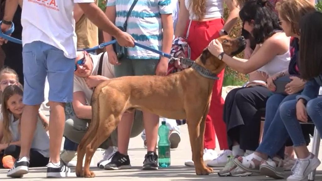 Bioparc y AUPA celebran una edición especial DANA del desfile para adoptar perros abandonados