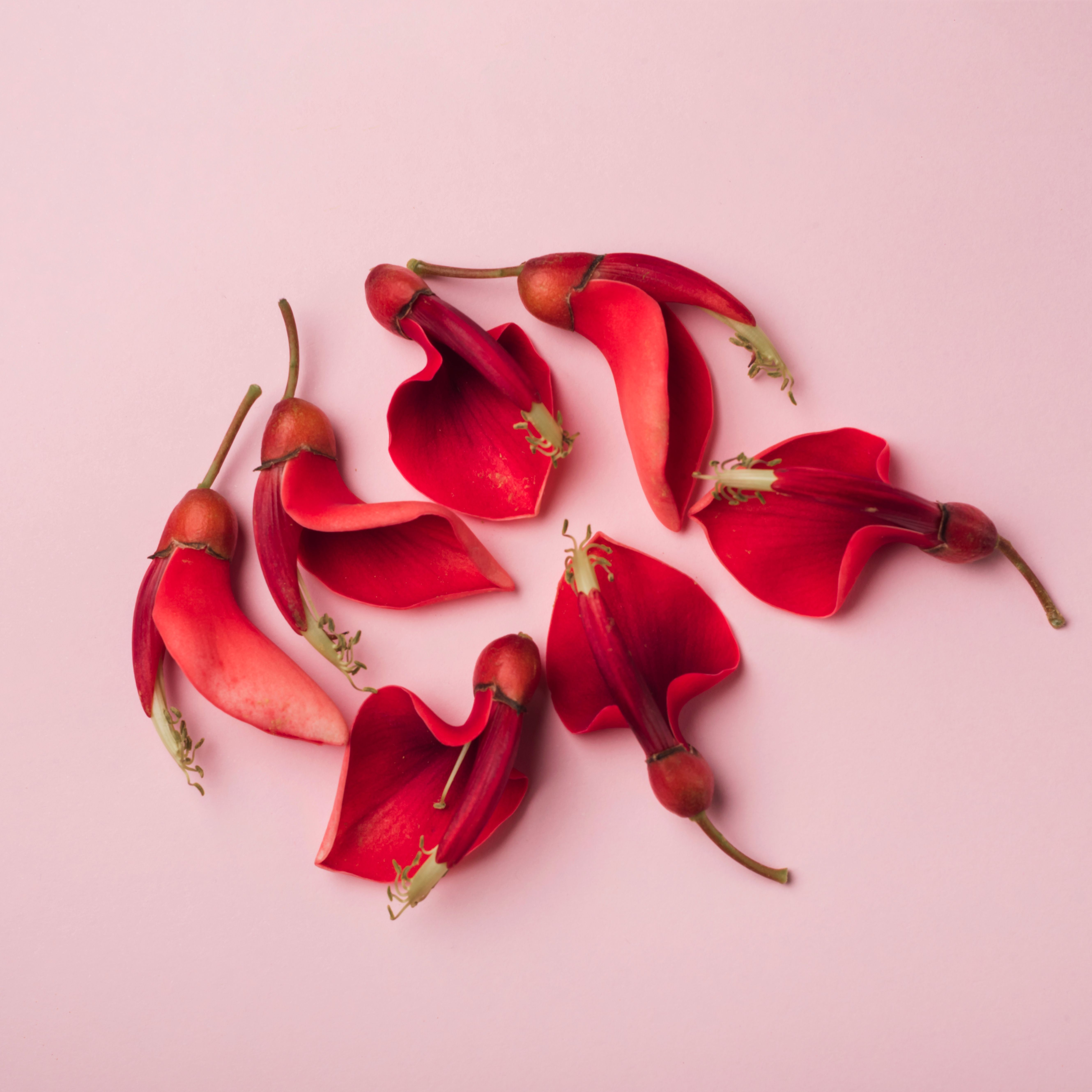 Concepto de flores que simulan a la vulva