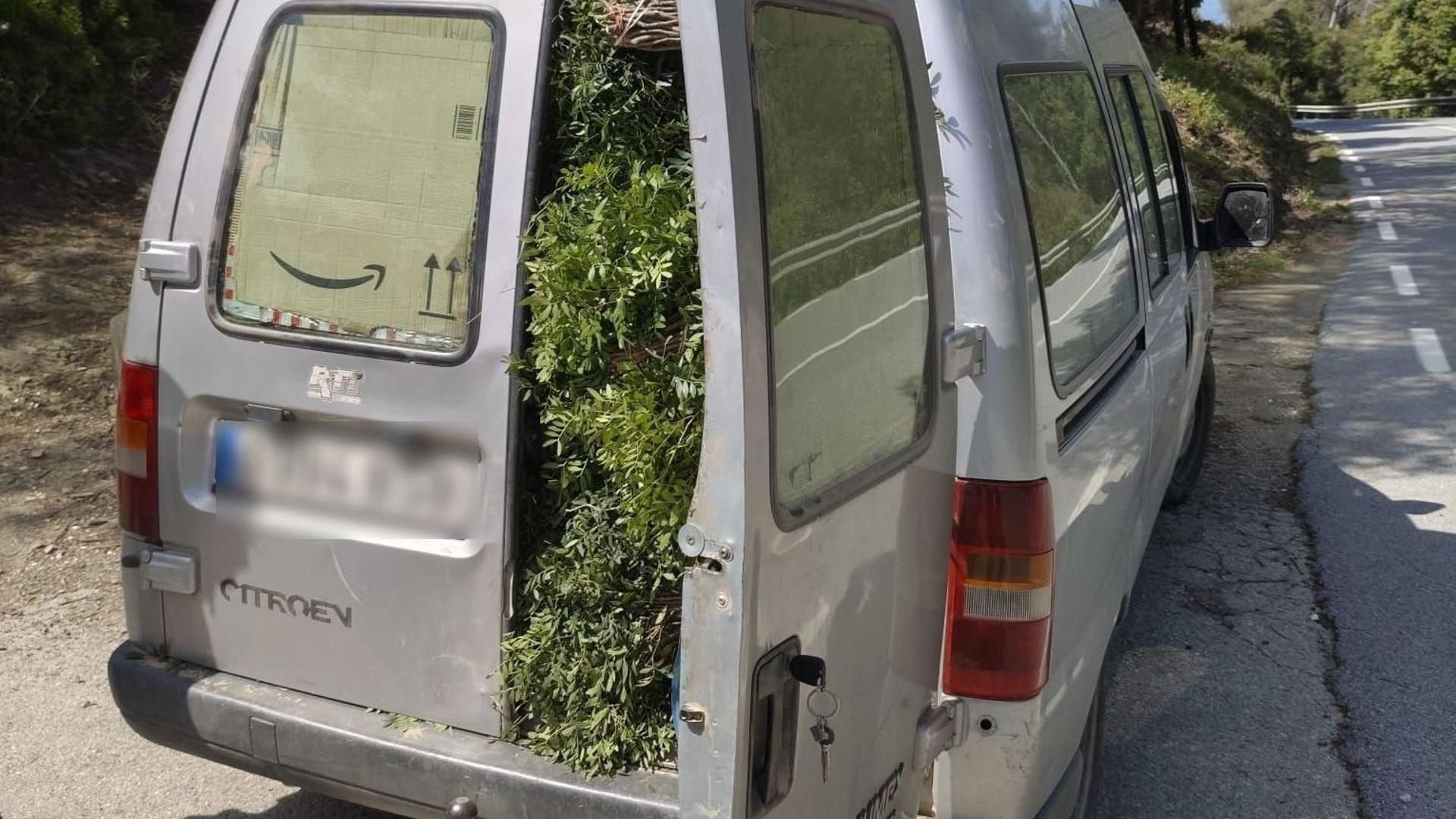 Interceptados con 600 kilos de lentisco al salir de una pista forestal en Barcelona
