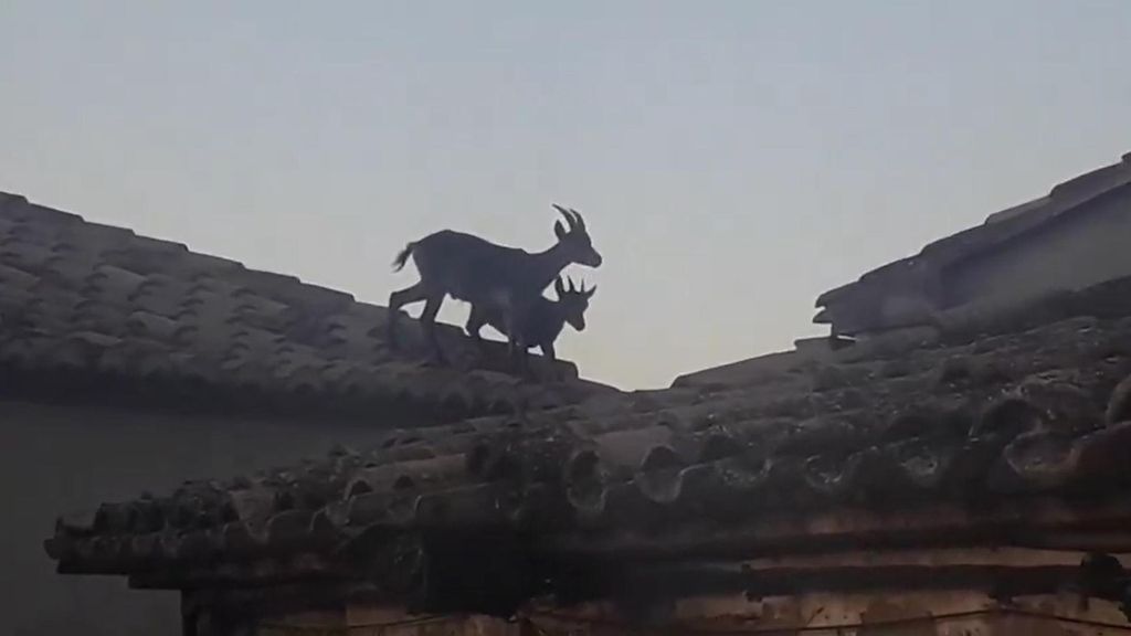 La sorprendente imagen de varias cabras 'volando' de tejado en tejado en Jérica