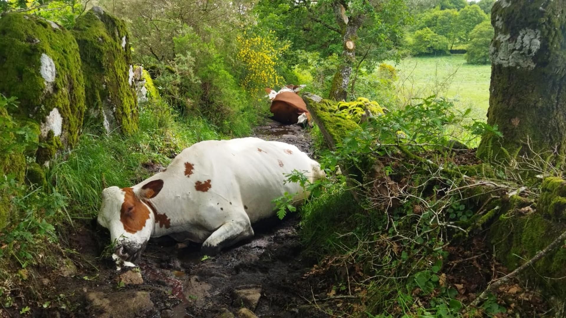 Las vacas desplomadas en el camino