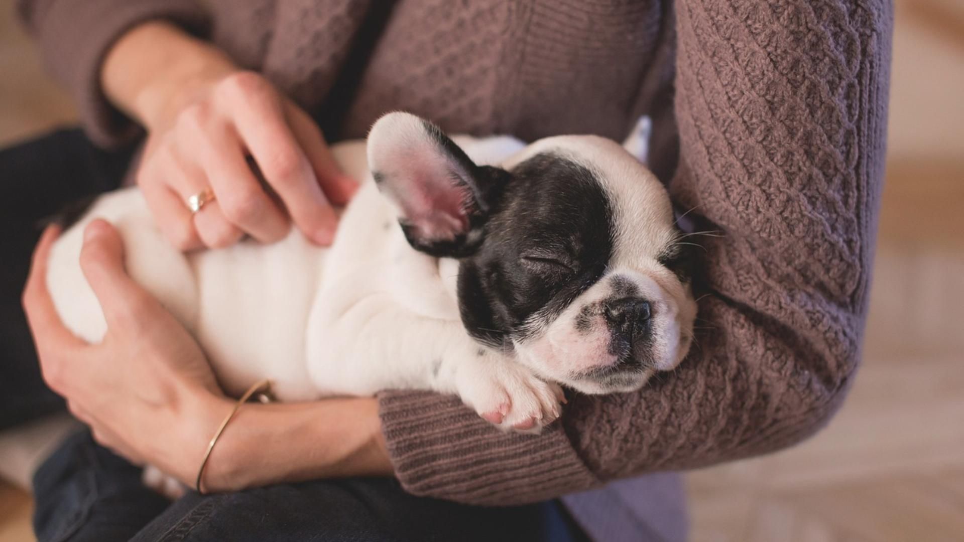 Un cachorro, durmiendo en los brazos de su dueña