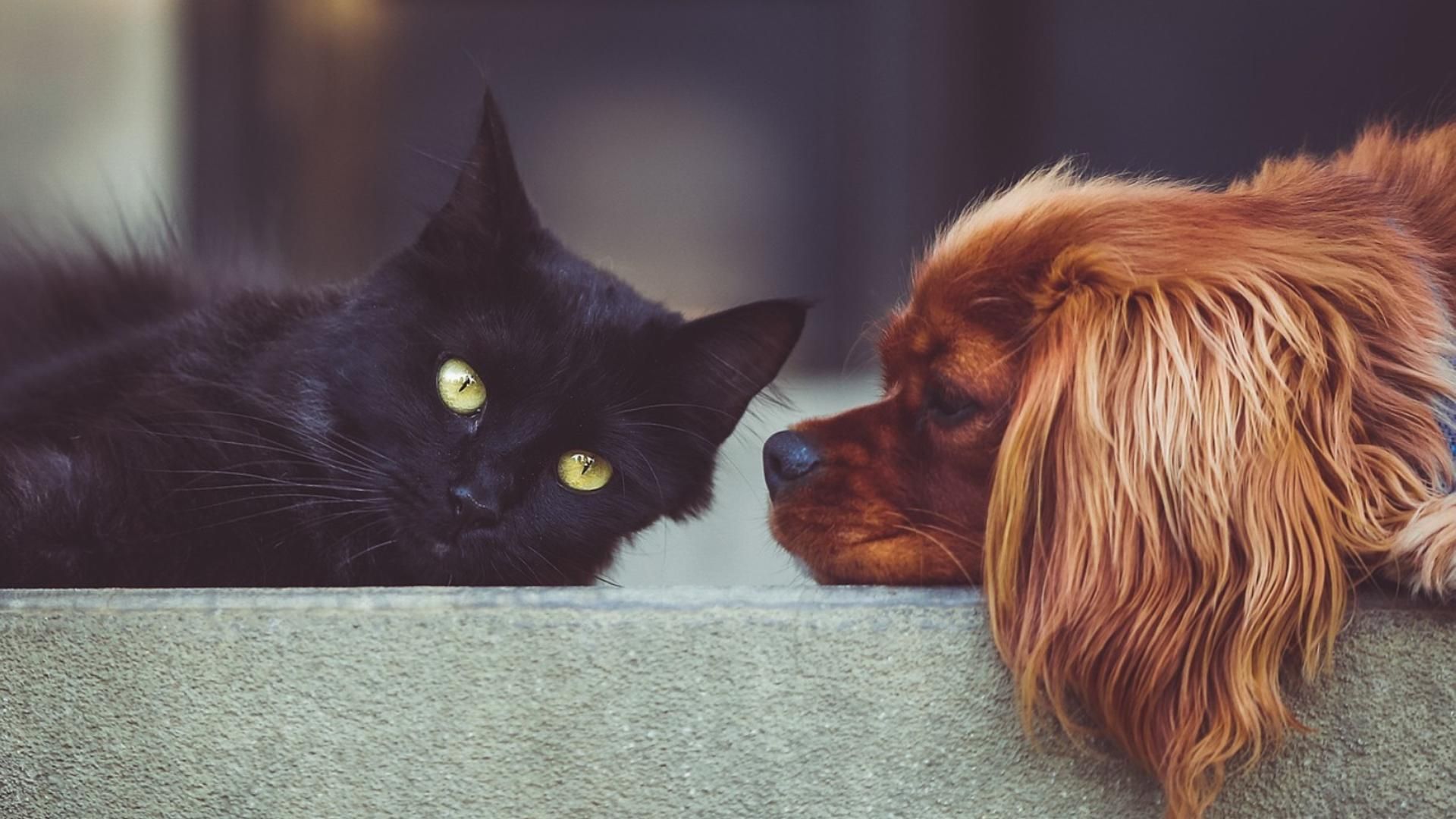 Un perro y un gato Un perro y un gato