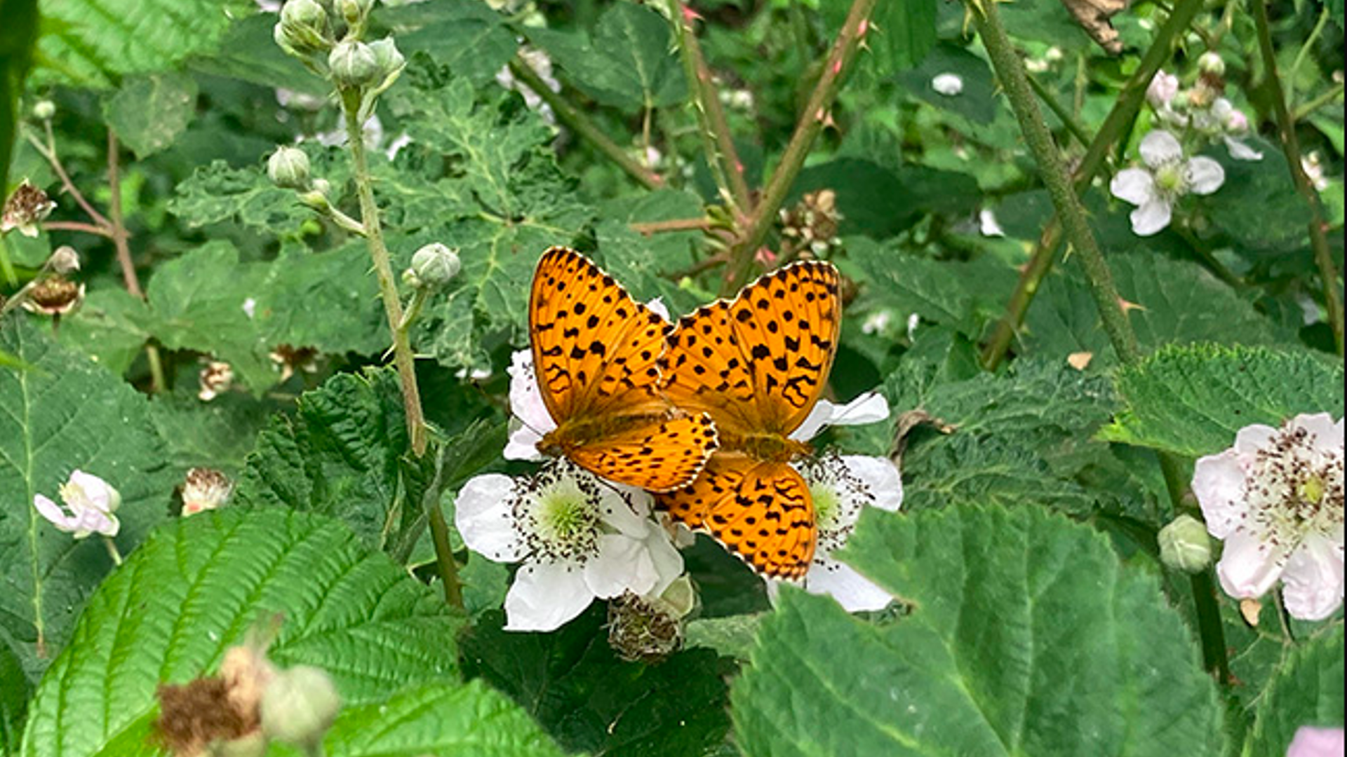 Dos individuos de perlada de la zarza, de la que se han contabilizado 10 extinciones locales en Catalunya