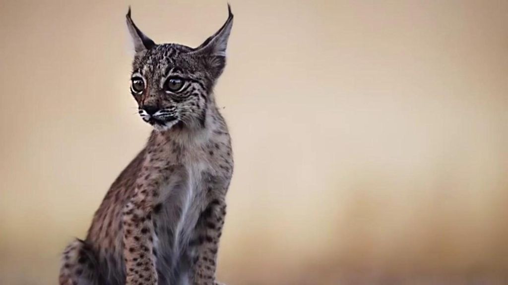 La población del lince ibérico se está recuperando