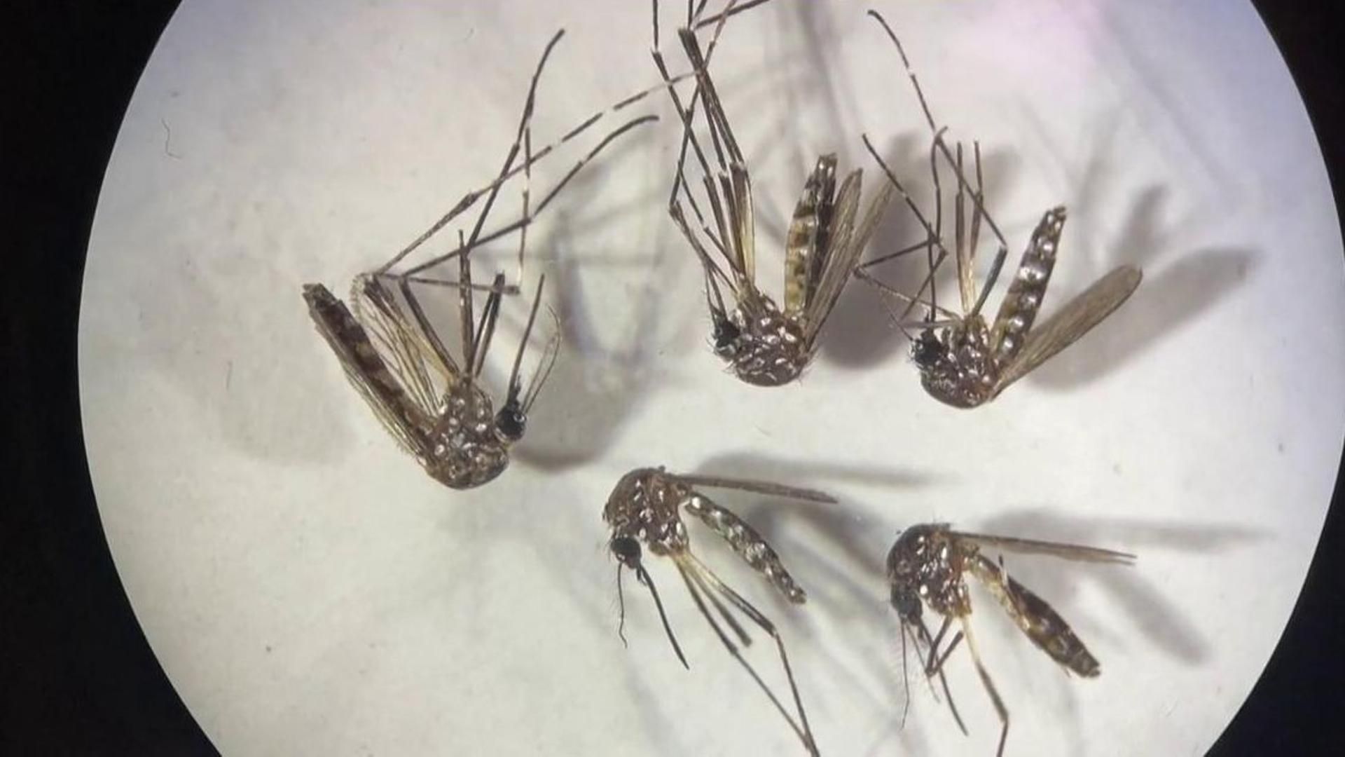 Los expertos conocen el virus del Nilo como virus del Guadalquivir: 103 municipios andaluces en alerta