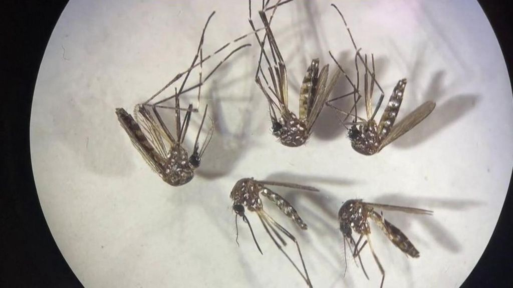 Los expertos conocen el virus del Nilo como virus del Guadalquivir: 103 municipios andaluces en alerta