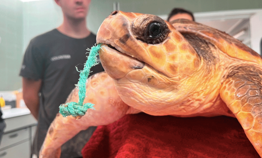 Microplásticos en las tortugas marinas del Mediterráneo