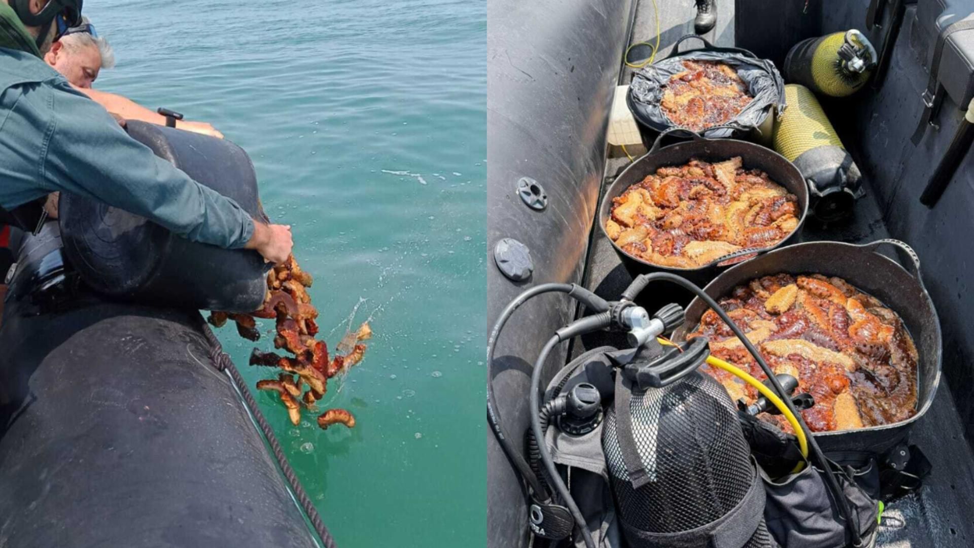 Pepinos de mar incautados en un operativo en Chipiona
