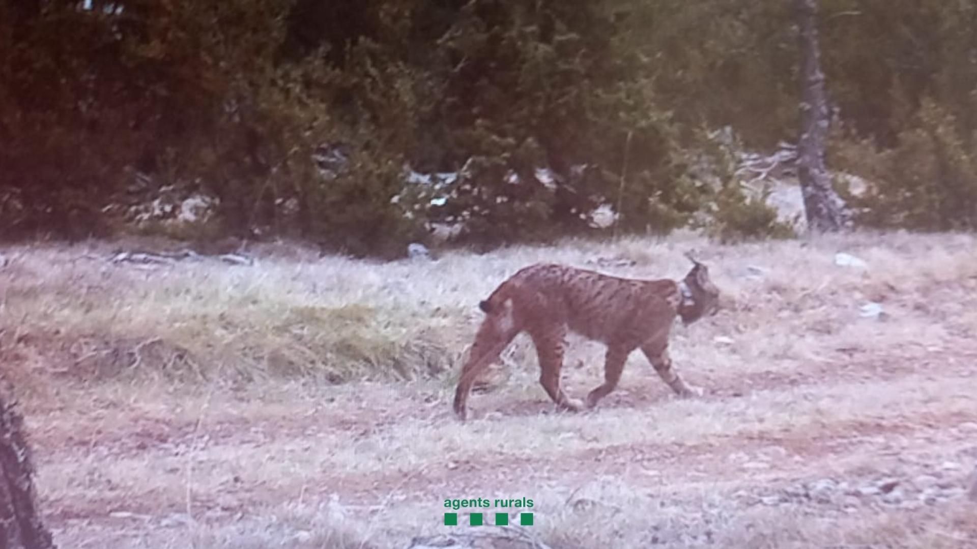 Secreto, el lince ibérico detectado en Cataluña procedente de Andalucía: Secreto, el lince ibérico detectado en Cataluña procedente de Andalucía: