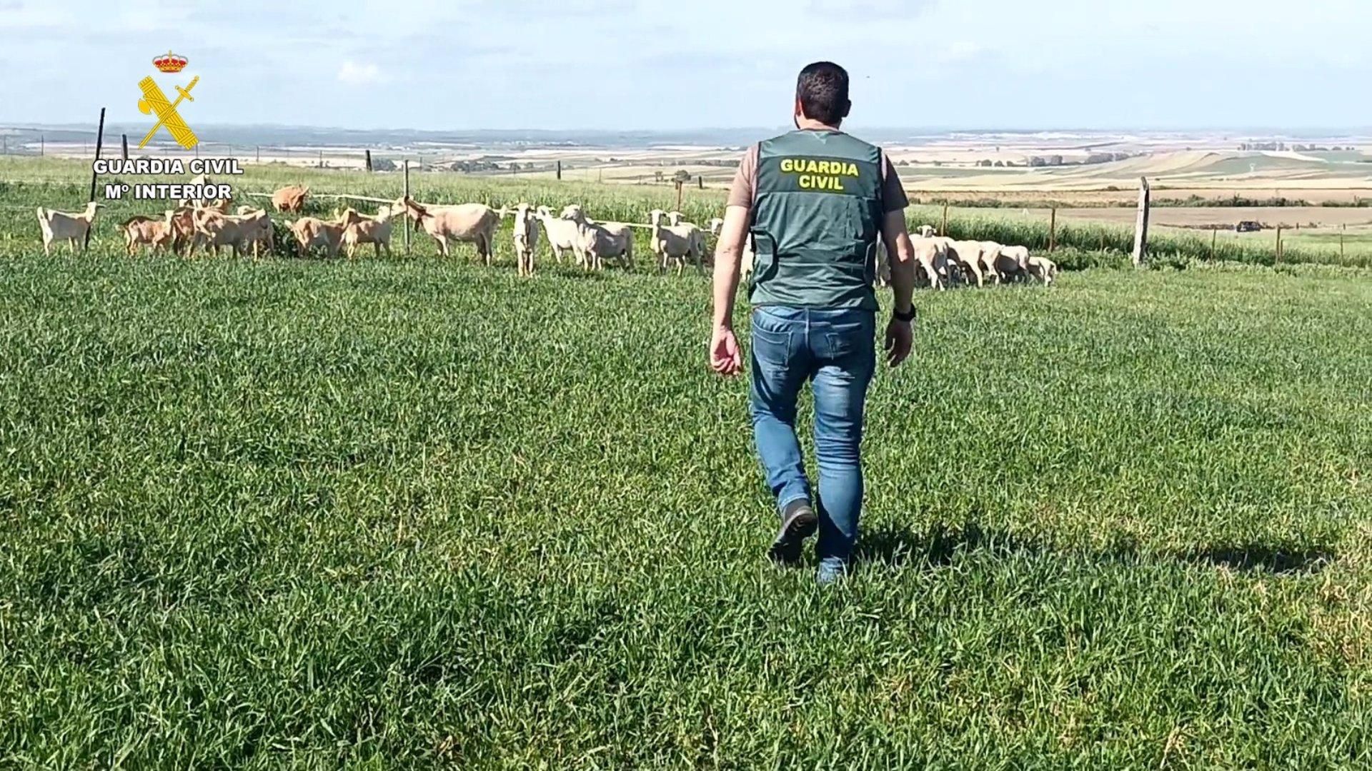 Una agente de la Guardia Civil con parte del ganado recuperado