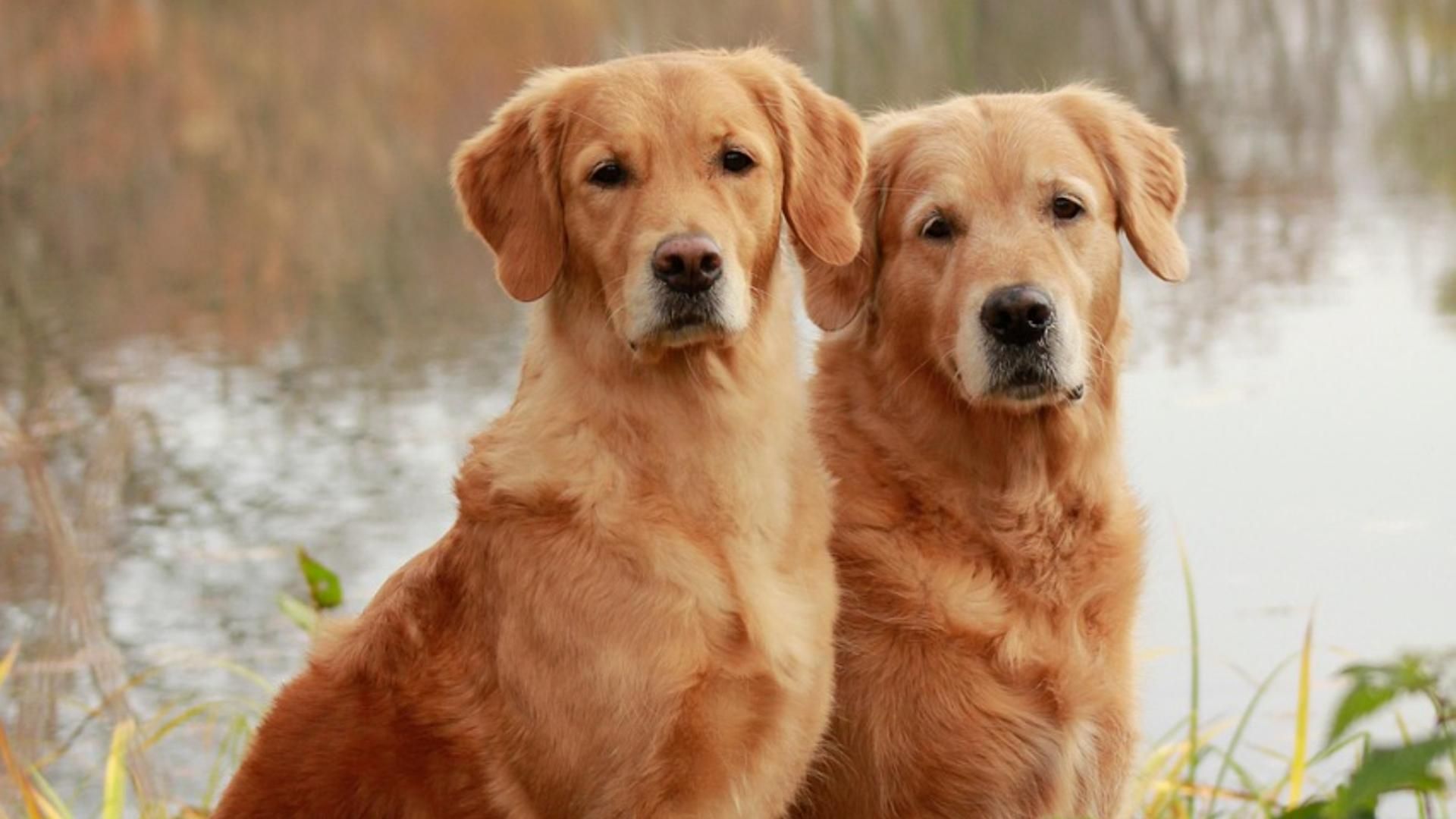 Dos perros