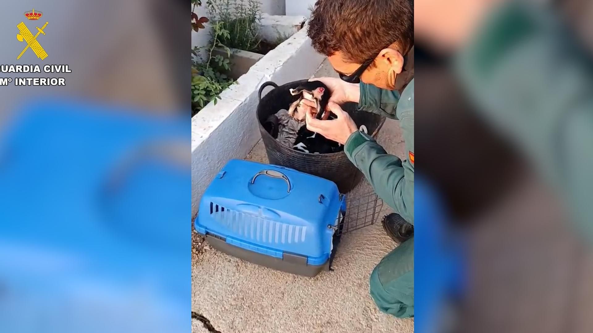 Agente del Seprona con un cachorro al que le han cortado la cola