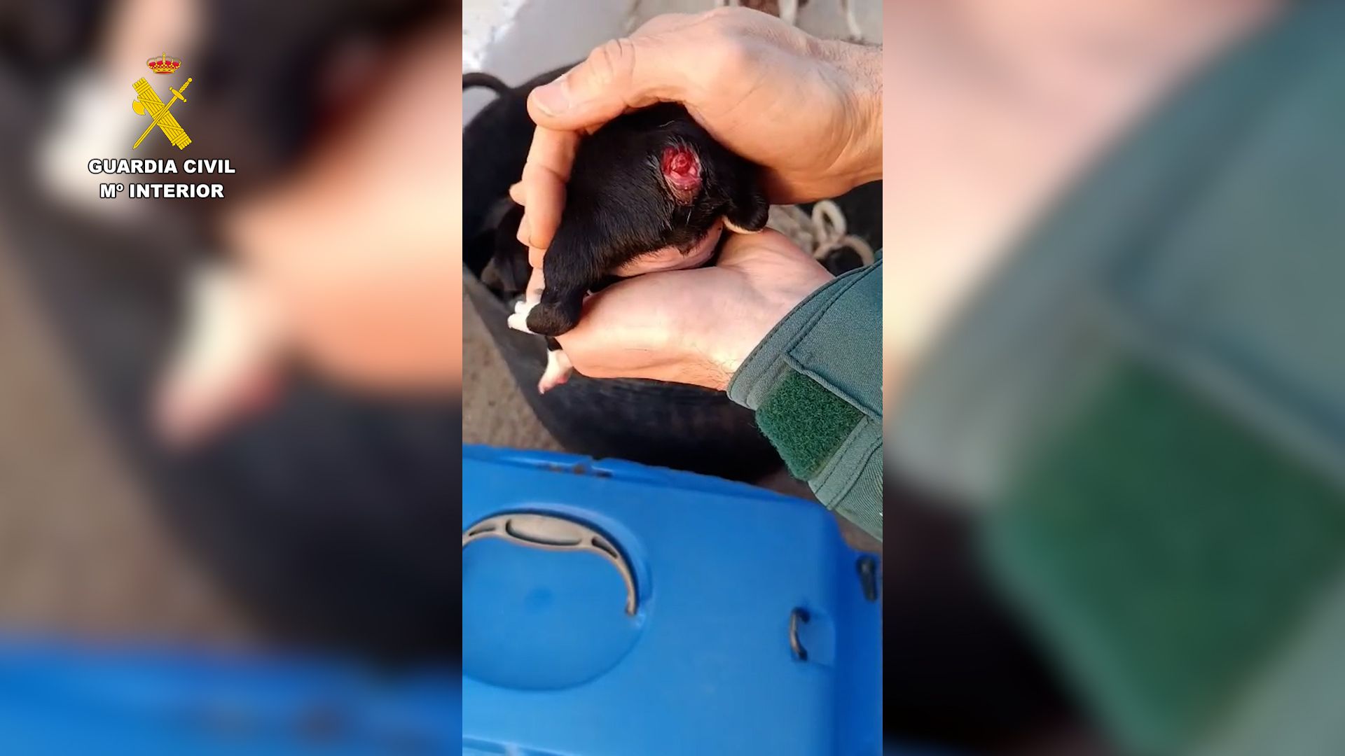 Investigan a un vecino de Tortosa, Tarragona, por amputar la cola a tres cachorros por estética