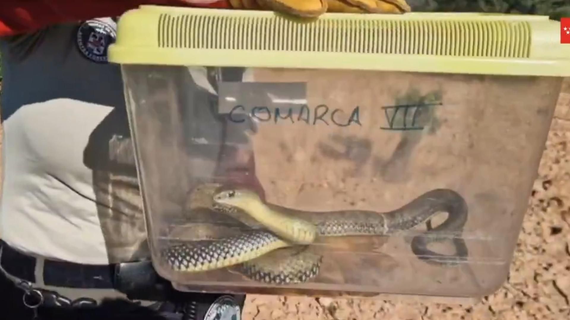 Susto en Villarejo de Salvanés, Madrid: extraen una culebra enrollada al motor de un coche