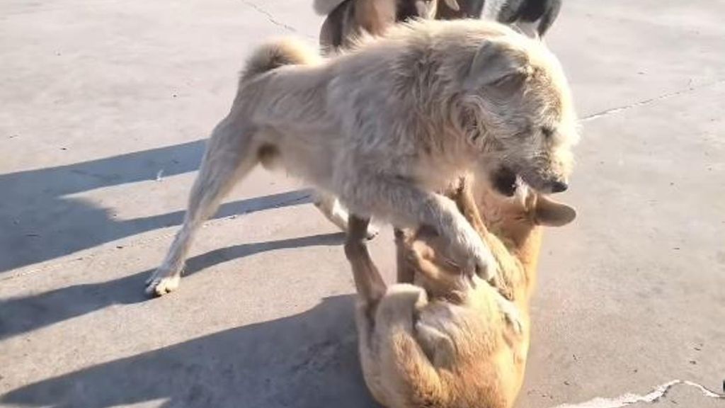 King Charles, el perro viral por controlar al resto de jauría sin ladrar ni gruñir
