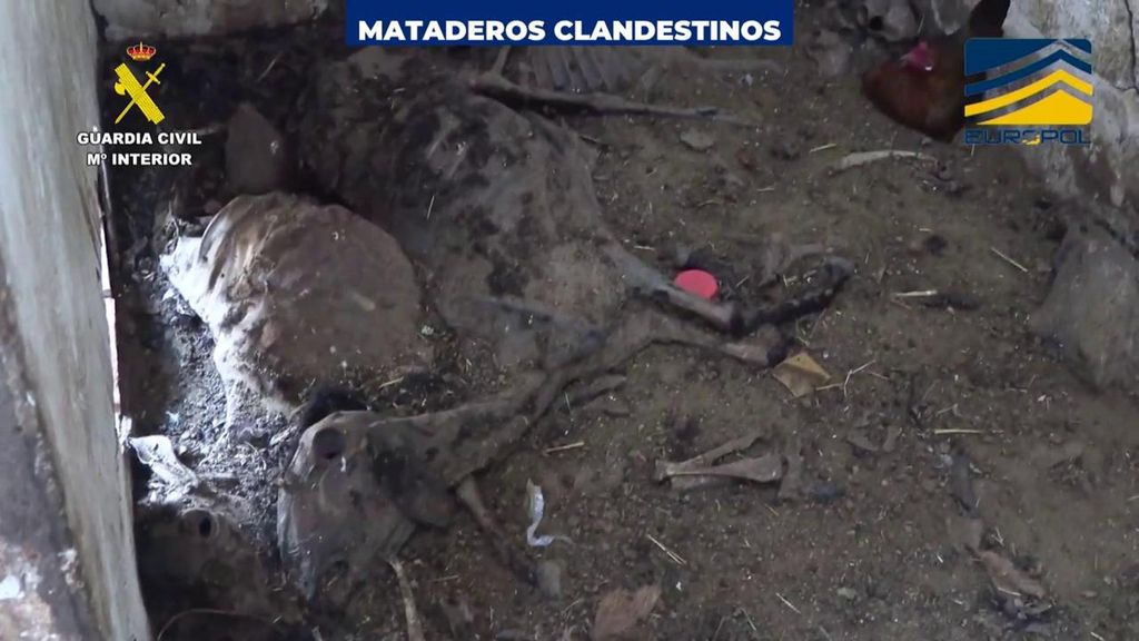 Mataderos clandestinos