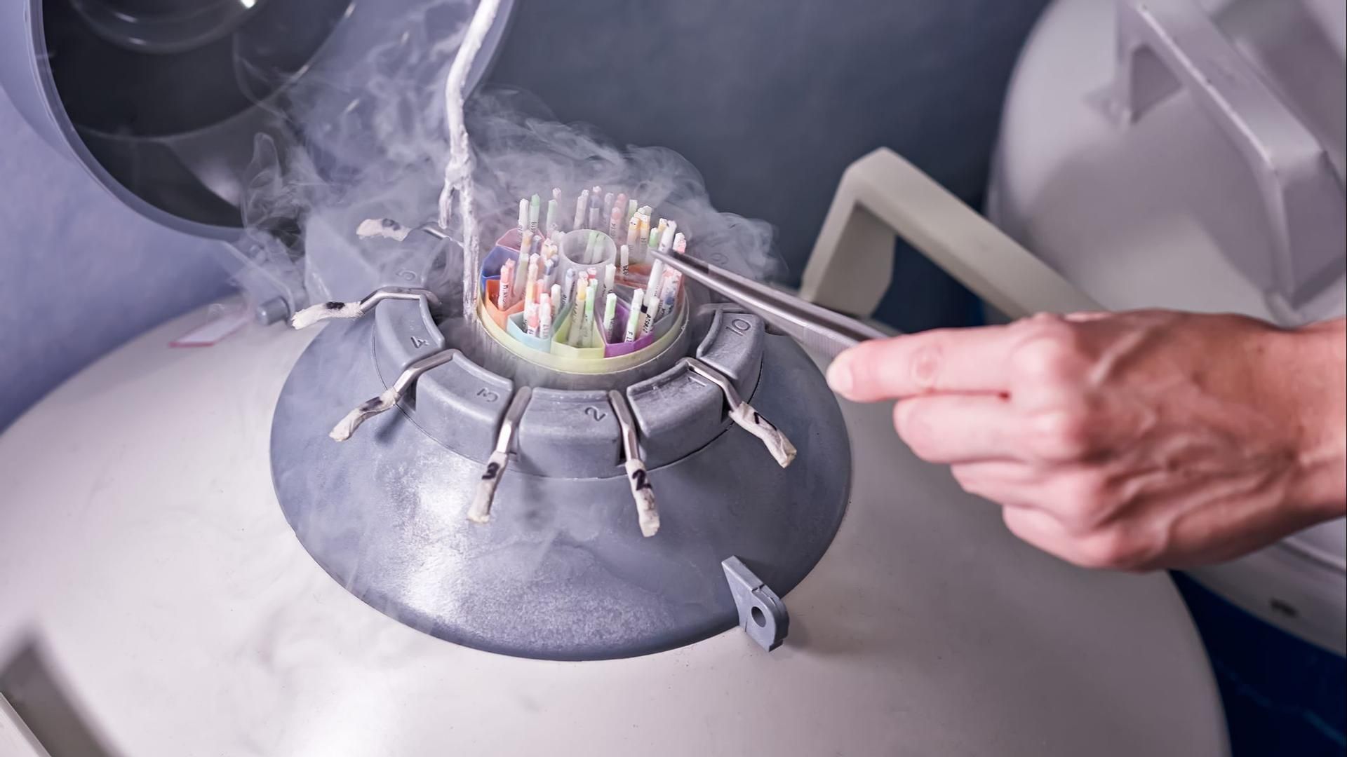 Tanques de criogenización de esperma para la reproducción asistida