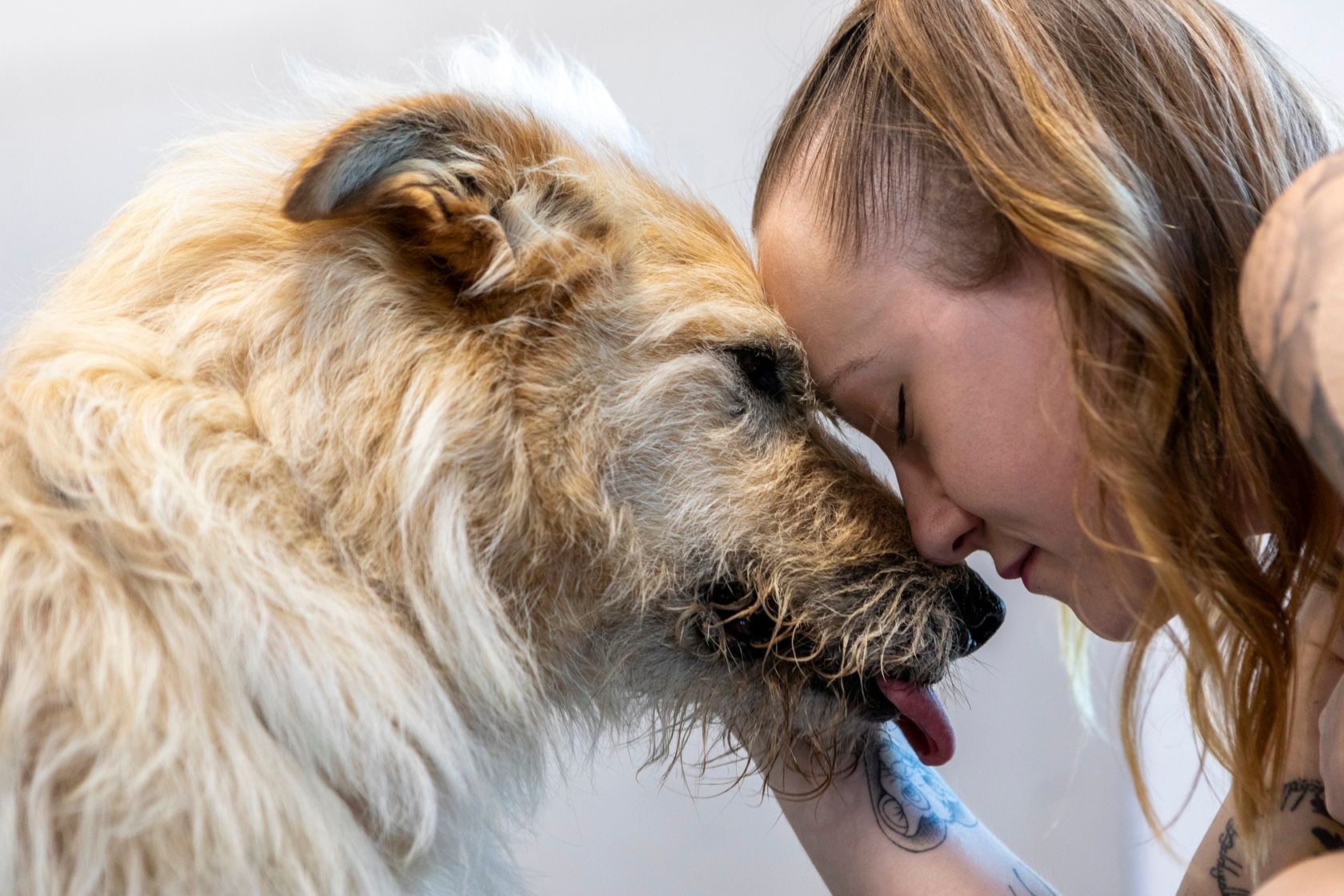 Autocuidado entrenamiento perros