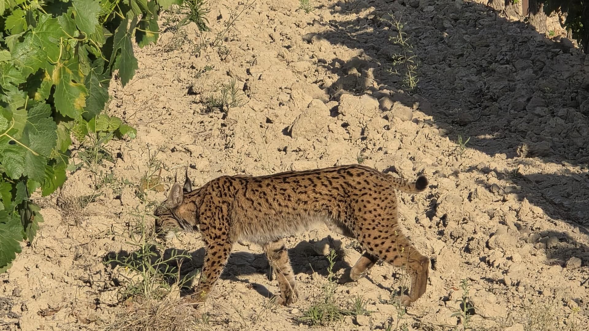 Forencio en los alrededores del Santuario Wendy Clements, en Chucena, Huelva