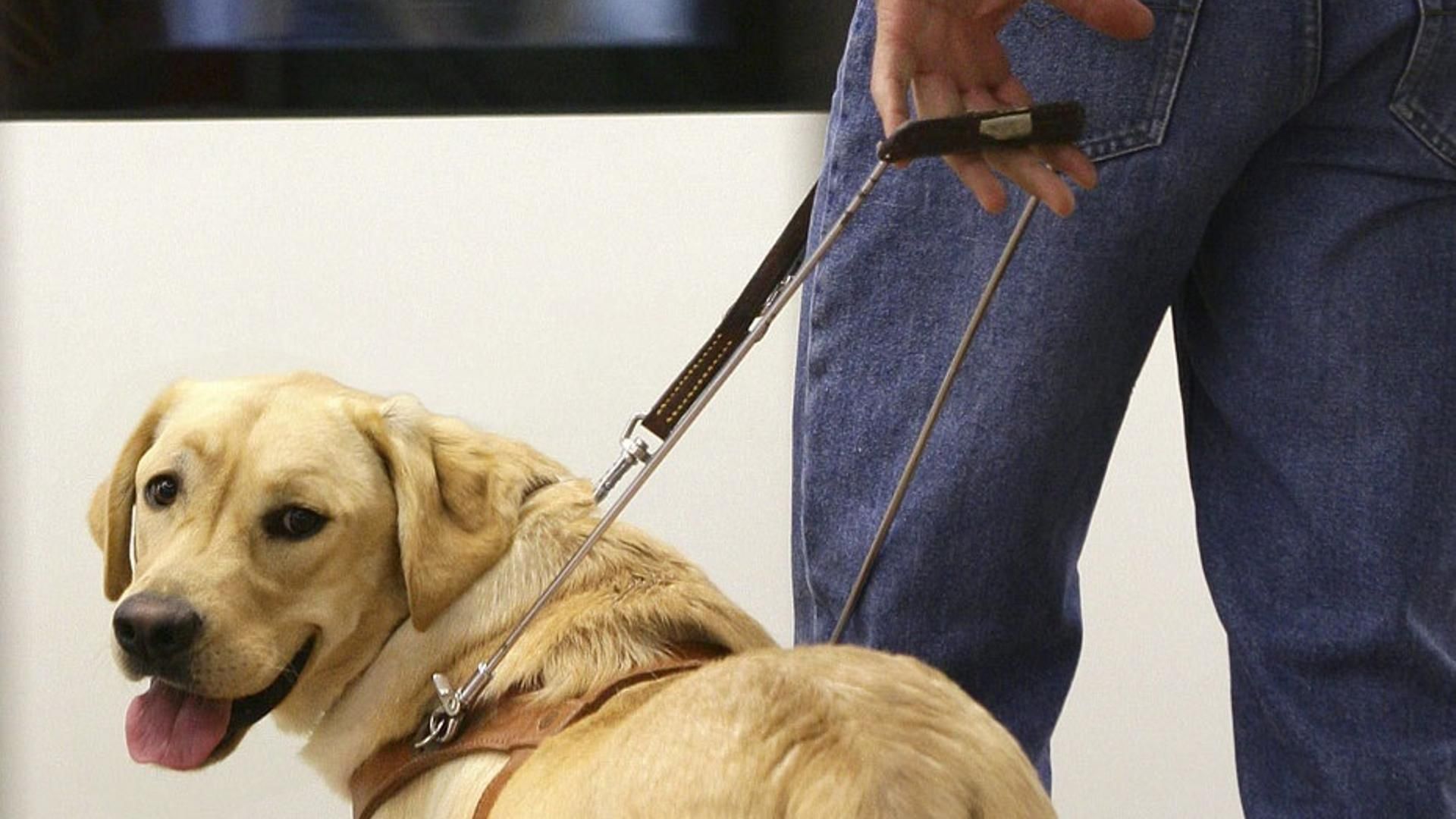 Las personas con perros de asistencia podrán acceder con ellos a espacios de uso público Las personas con perros de asistencia podrán acceder con ellos a espacios de uso público