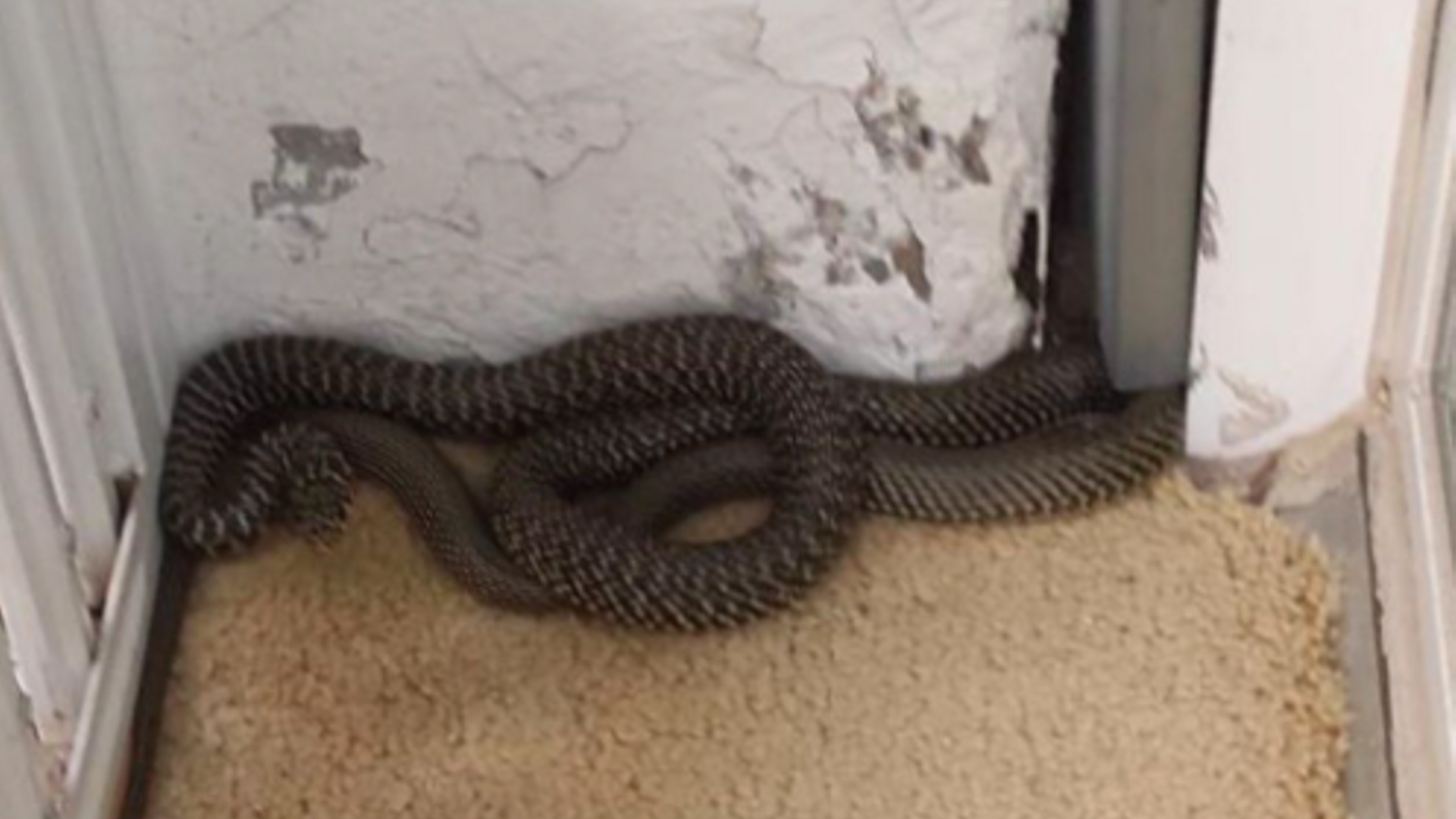 Serpiente de grandes dimensiones en el patio de luces de un piso en Barcelona
