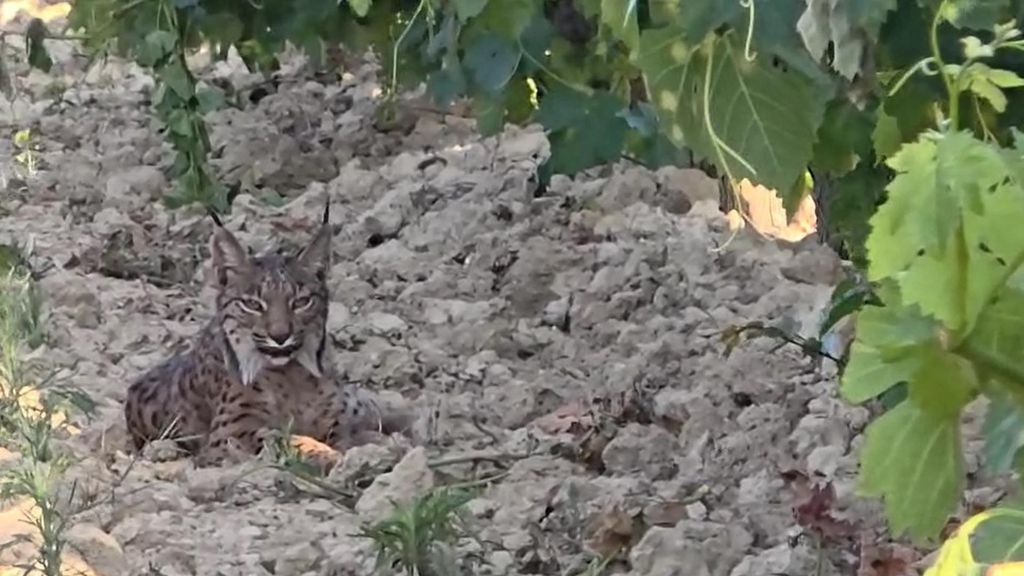 Un lince ibérico se refugia entre burritos en Huelva