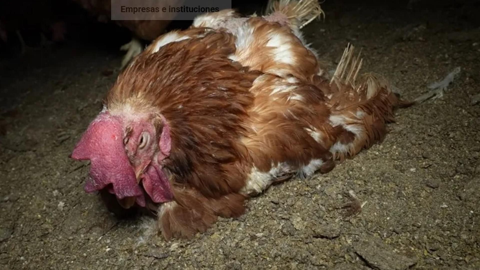 Una de las aves de la granja avícola de Llucmajor, en Mallorca.
