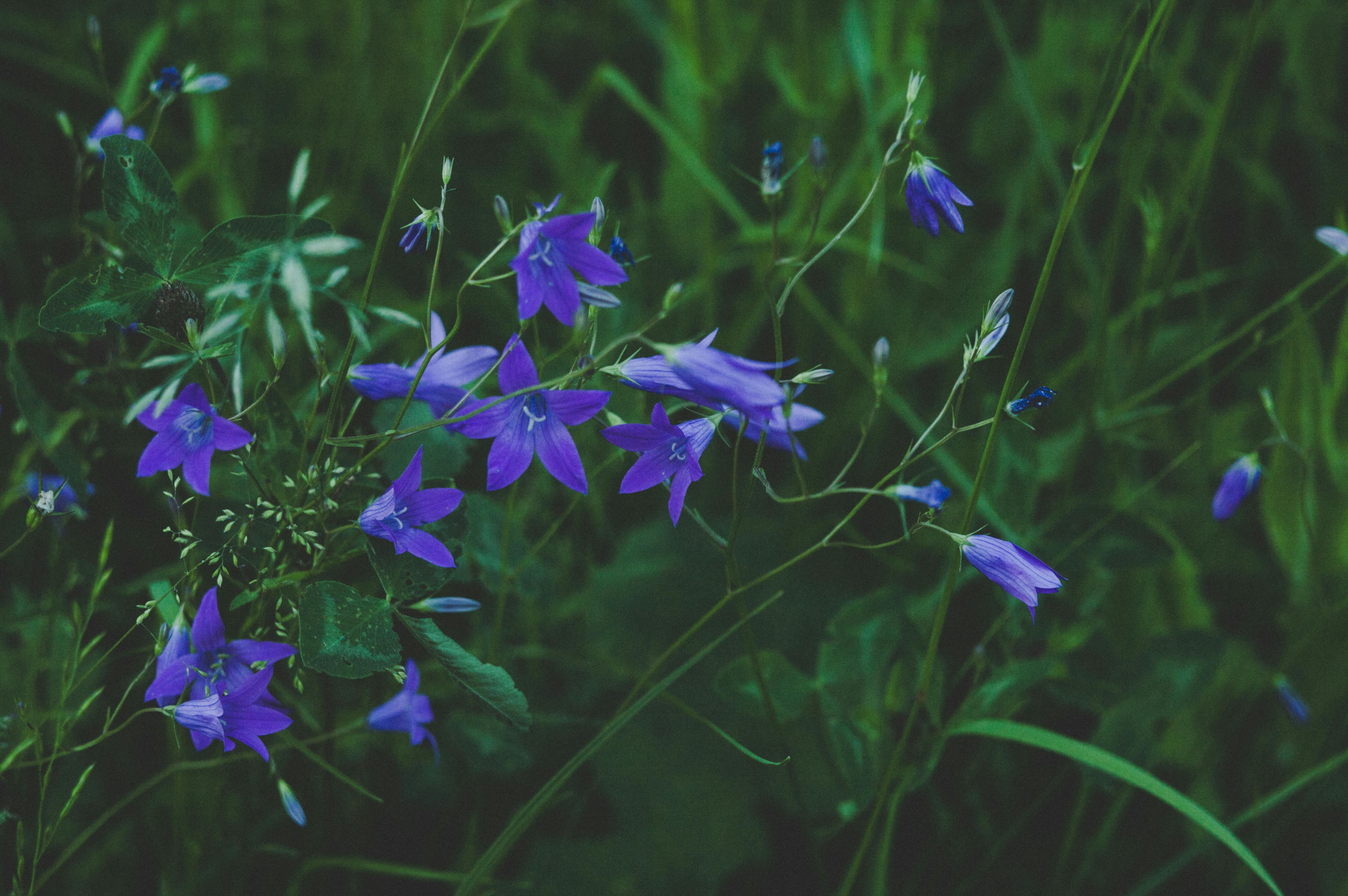 La flor de la campánula simboliza la gratitud. FUENTE: Pexels