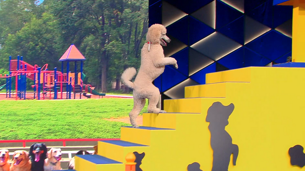 'Pappy' se enfrenta al reto de realizar un recorrido de obstáculos caminando sobre sus patas traseras